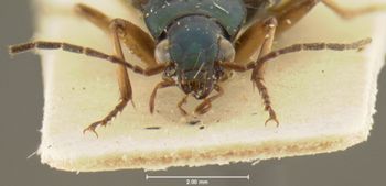 Media type: image;   Entomology 33018 Aspect: head frontal view